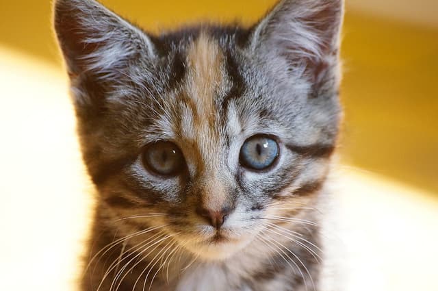 Yuuki's personal headshot